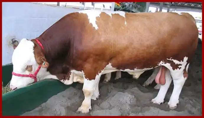 Ganado bovino; imagen de la especie atendida