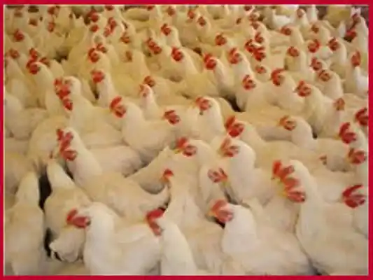 Aves
