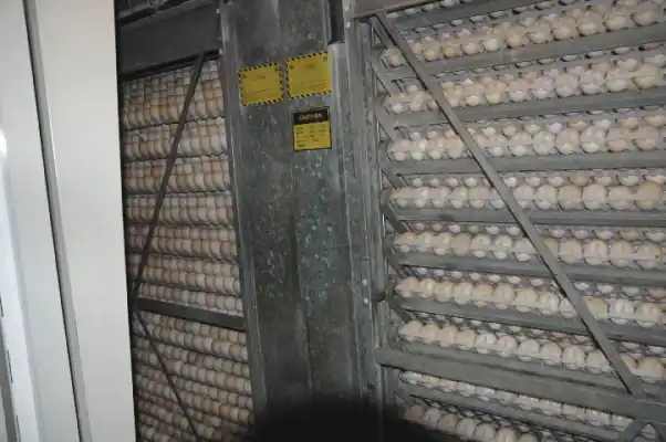 Incubación y pollitos