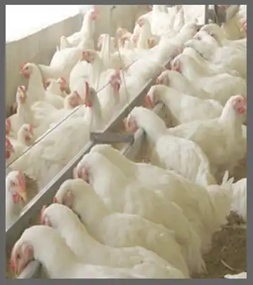 Pollos vivos de la actividad avícola