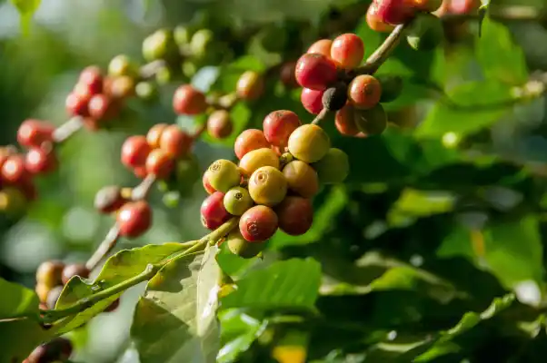 Frutos de café en la planta