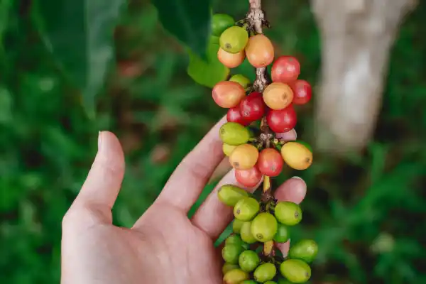 El fruto